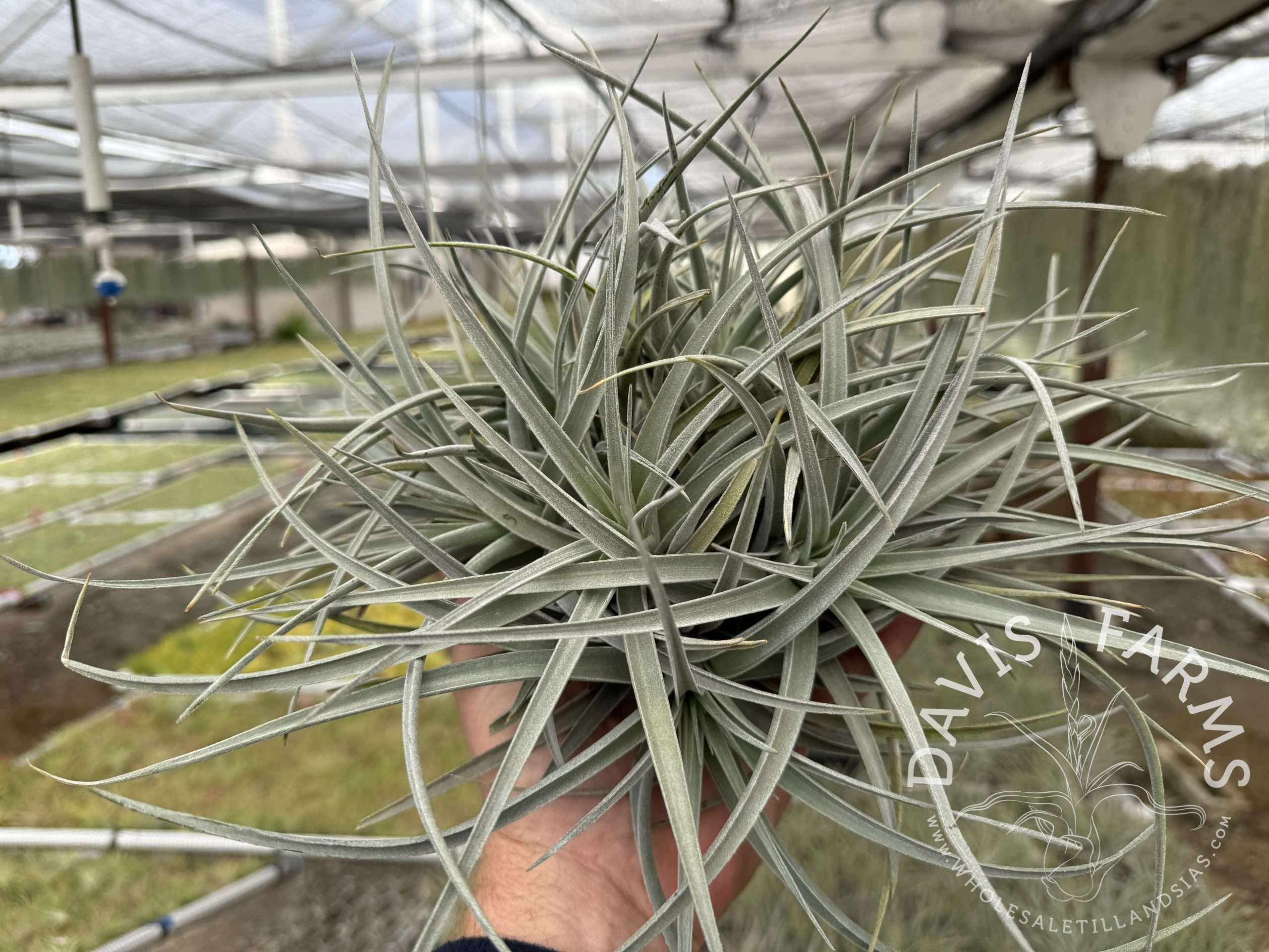 Tillandsia White Star (ixioides x recurvifolia) Davis Farms Clone IN BLOOM