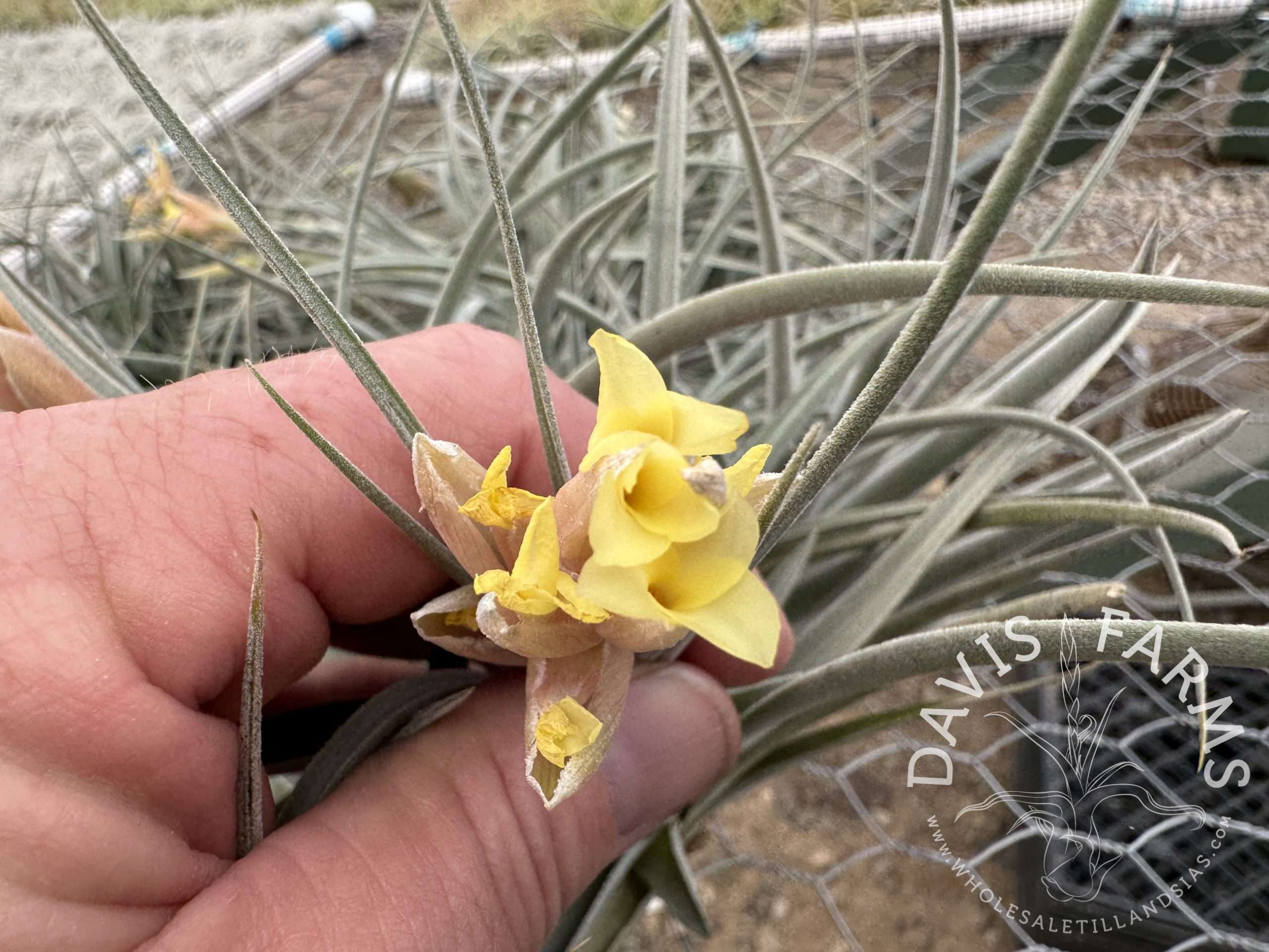 Tillandsia White Star (ixioides x recurvifolia) Davis Farms Clone IN BLOOM