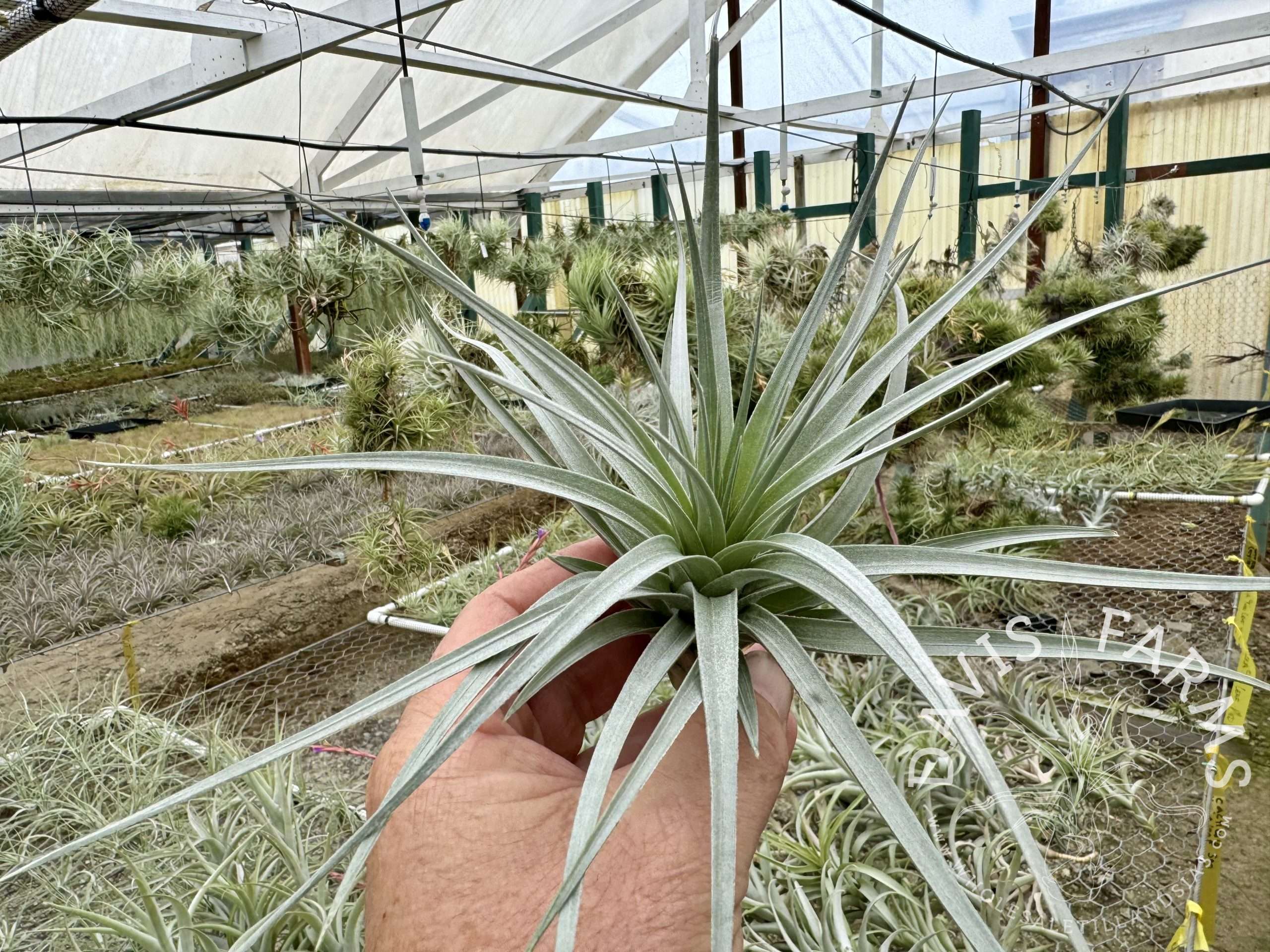 Tillandsia White Star (ixioides x recurvifolia) Davis Farms Clone IN BLOOM