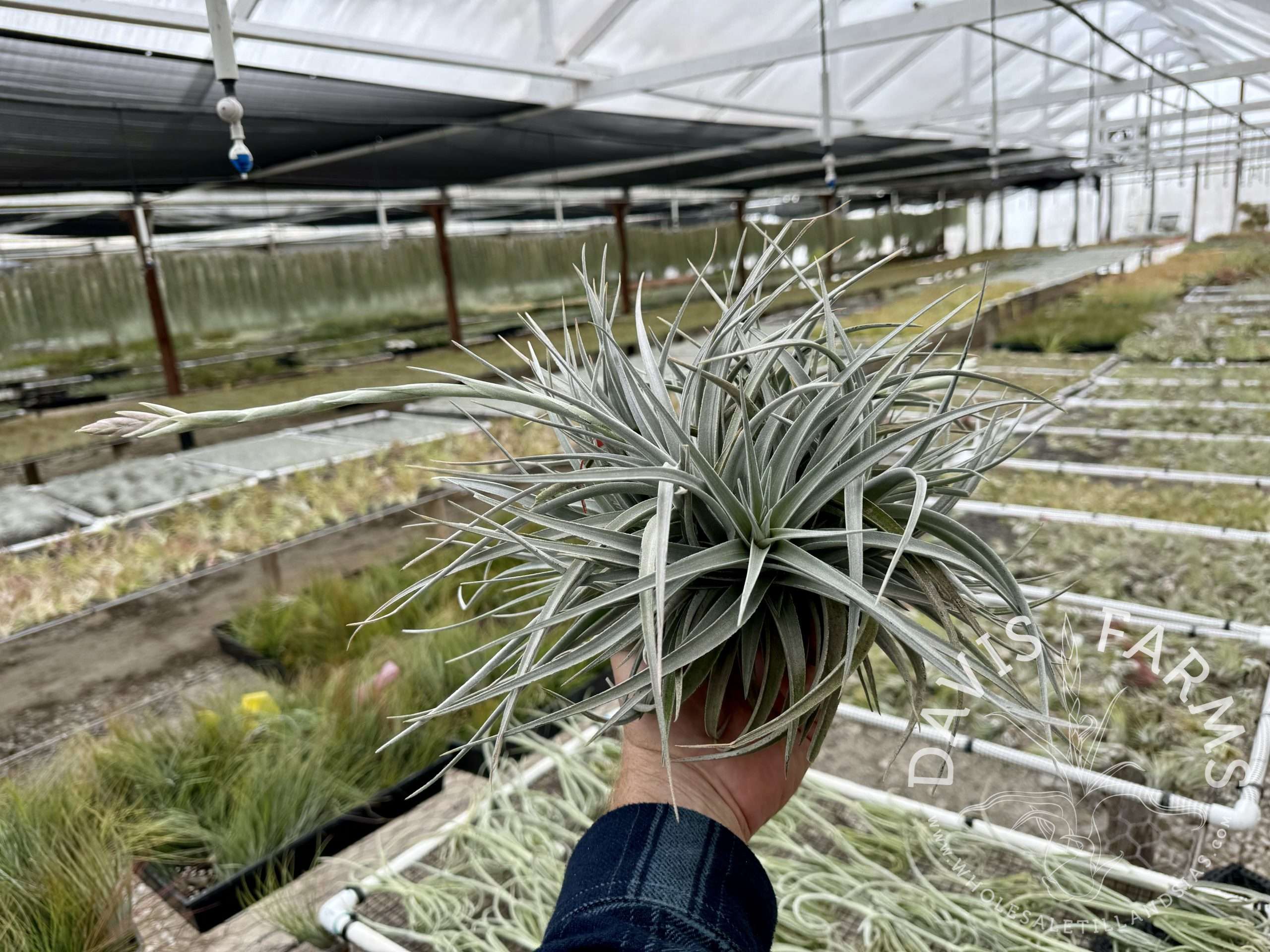 Tillandsia White Star (ixioides x recurvifolia) Davis Farms Clone IN BLOOM