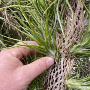 Tillandsia bulbosa Belize x scaposa