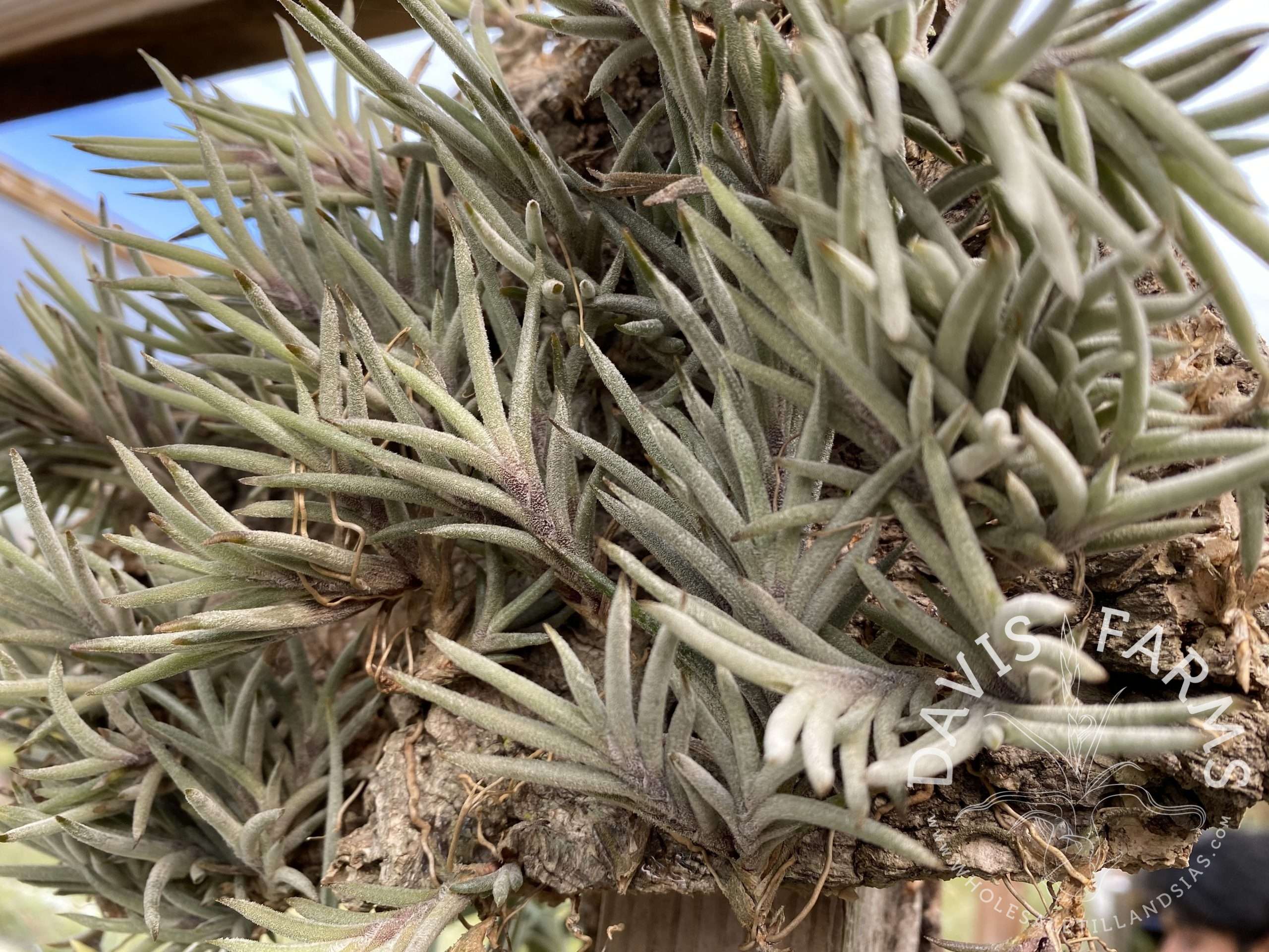 Tillandsia capillaris Rose Flower