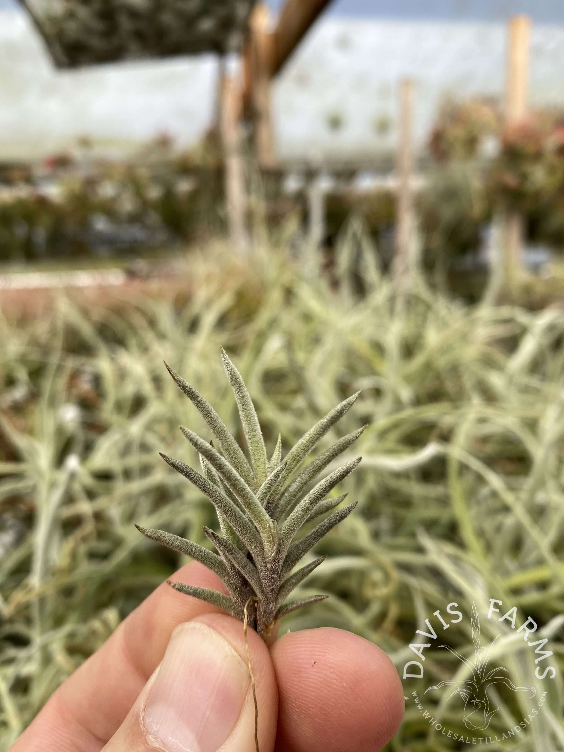 Tillandsia capillaris Rose Flower