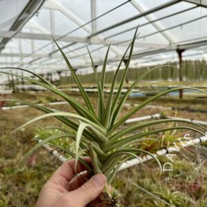 Tillandsia duratii x ixioides