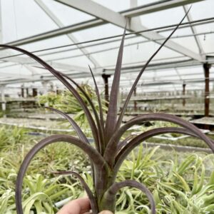 Tillandsia durangensis red form
