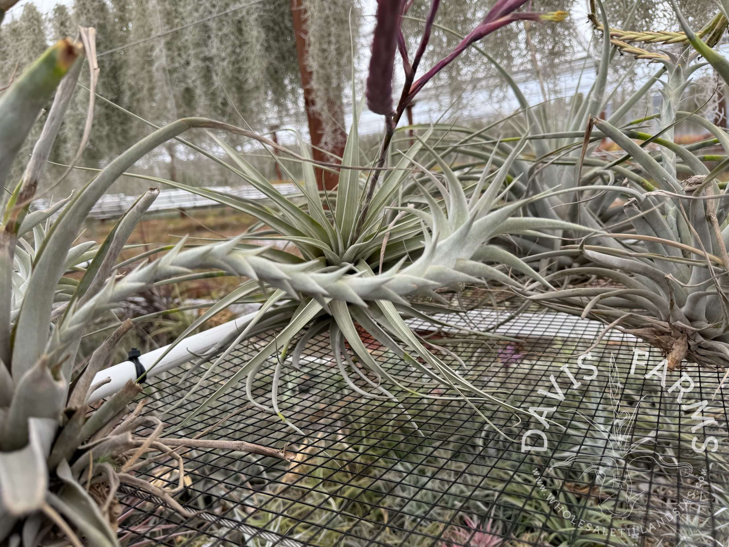 Tillandsia hitchcockiana