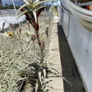 Tillandsia latifolia vivipara