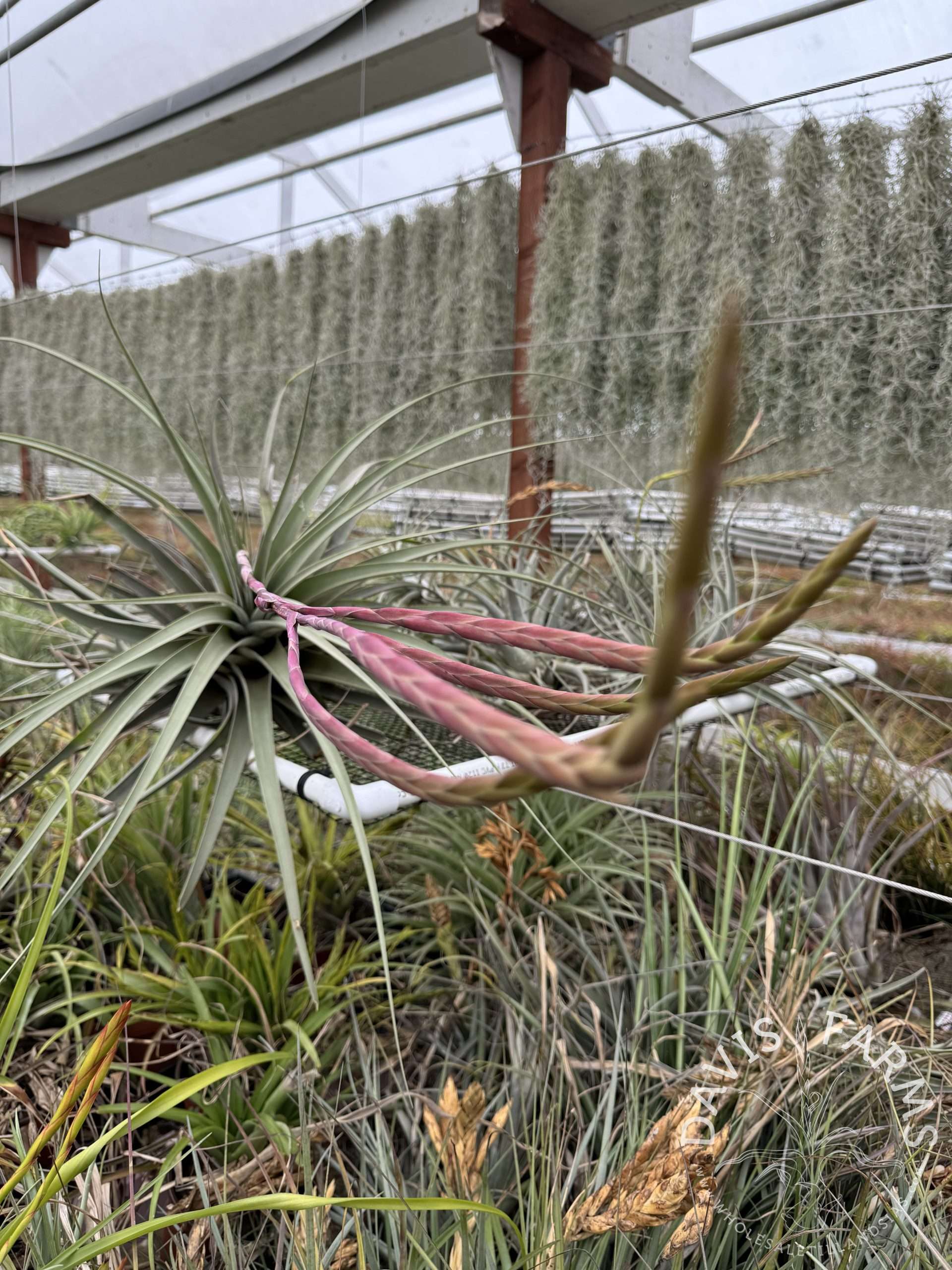Tillandsia hitchcockiana