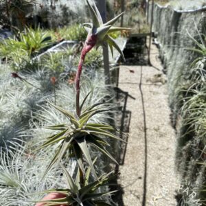Tillandsia latifolia vivipara type 2