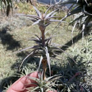Tillandsia latifolia vivipara type 3