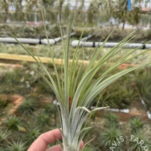 Tillandsia nidus