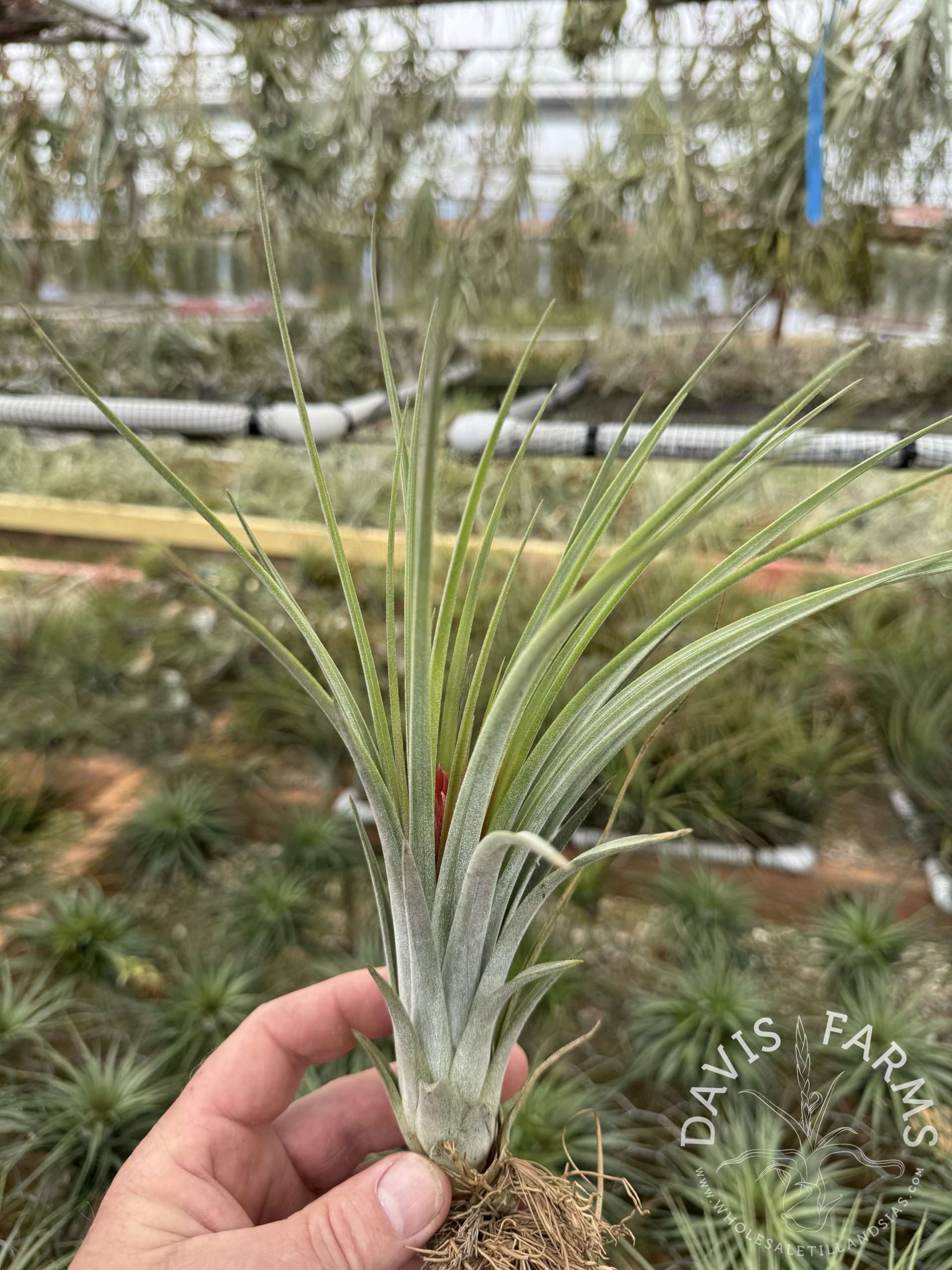 Tillandsia nidus IN BLOOM