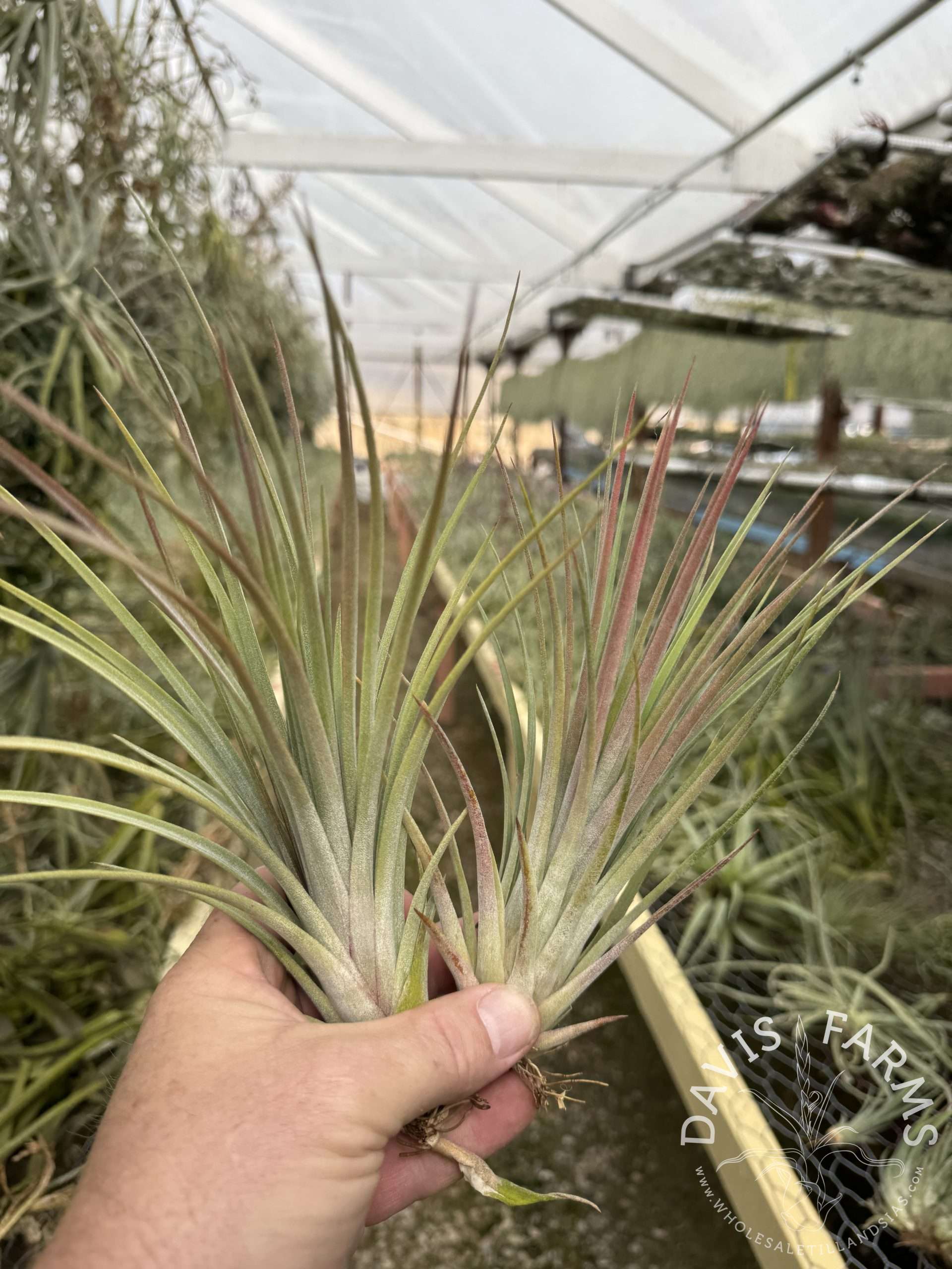 Tillandsia nidus IN BLOOM