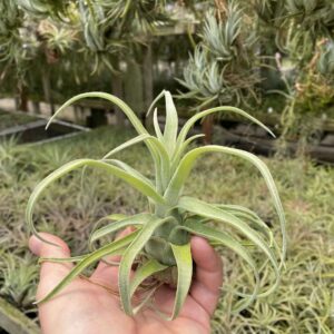 Tillandsia streptophylla