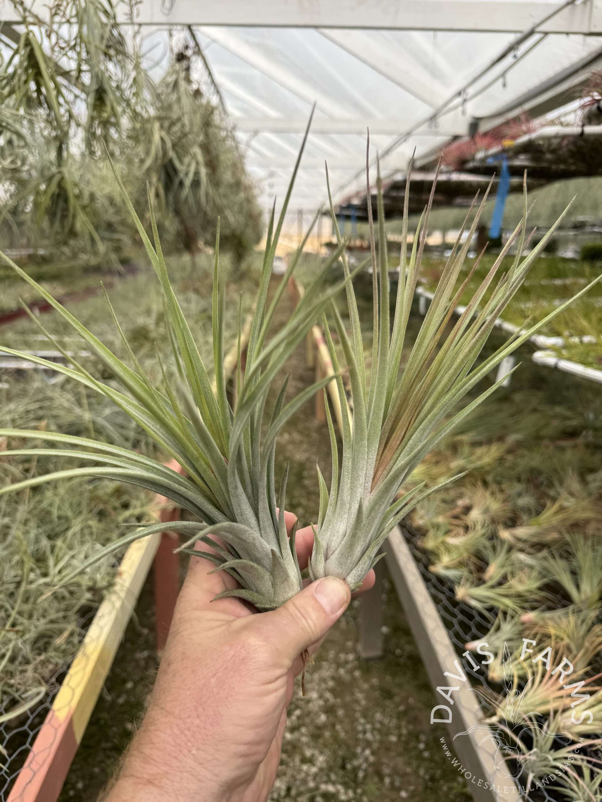 Tillandsia nidus IN BLOOM