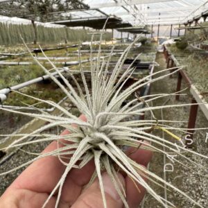 Tillandsia plumosa x tectorum