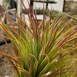 Tillandsia ionantha x violacea (John Arden)