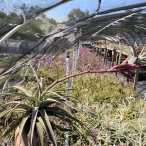 Tillandsia latifolia pendulosa