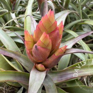 Tillandsia huarazensis