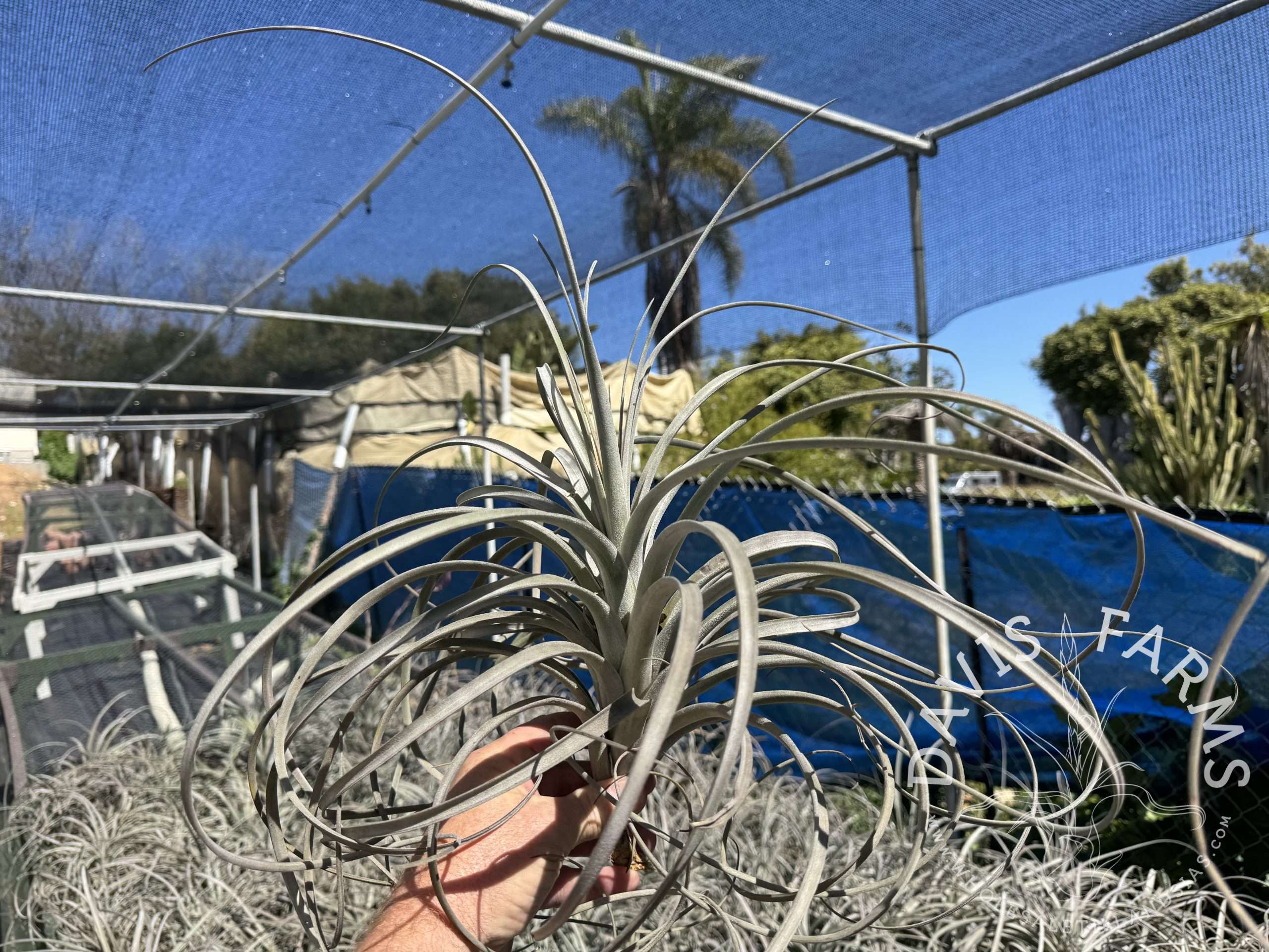 Tillandsia exserta giant form