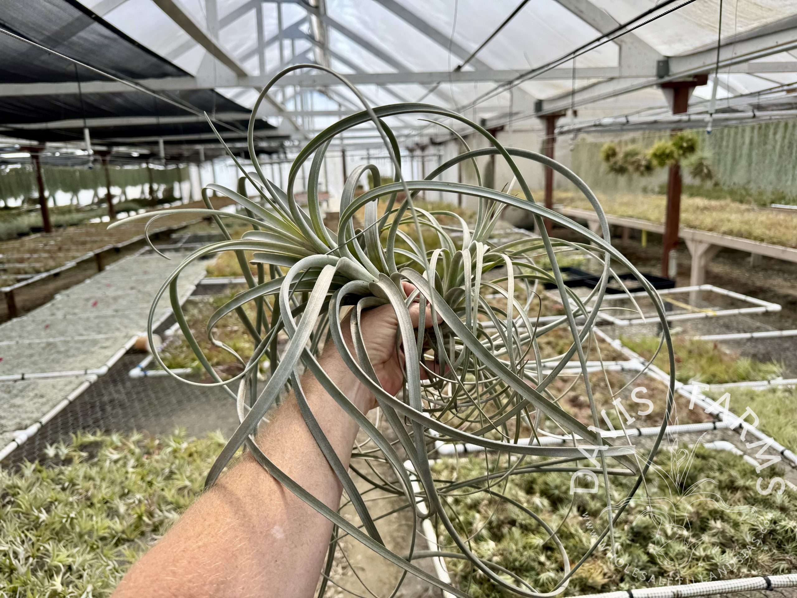 Tillandsia exserta giant form