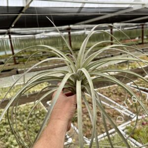 Tillandsia exserta giant form
