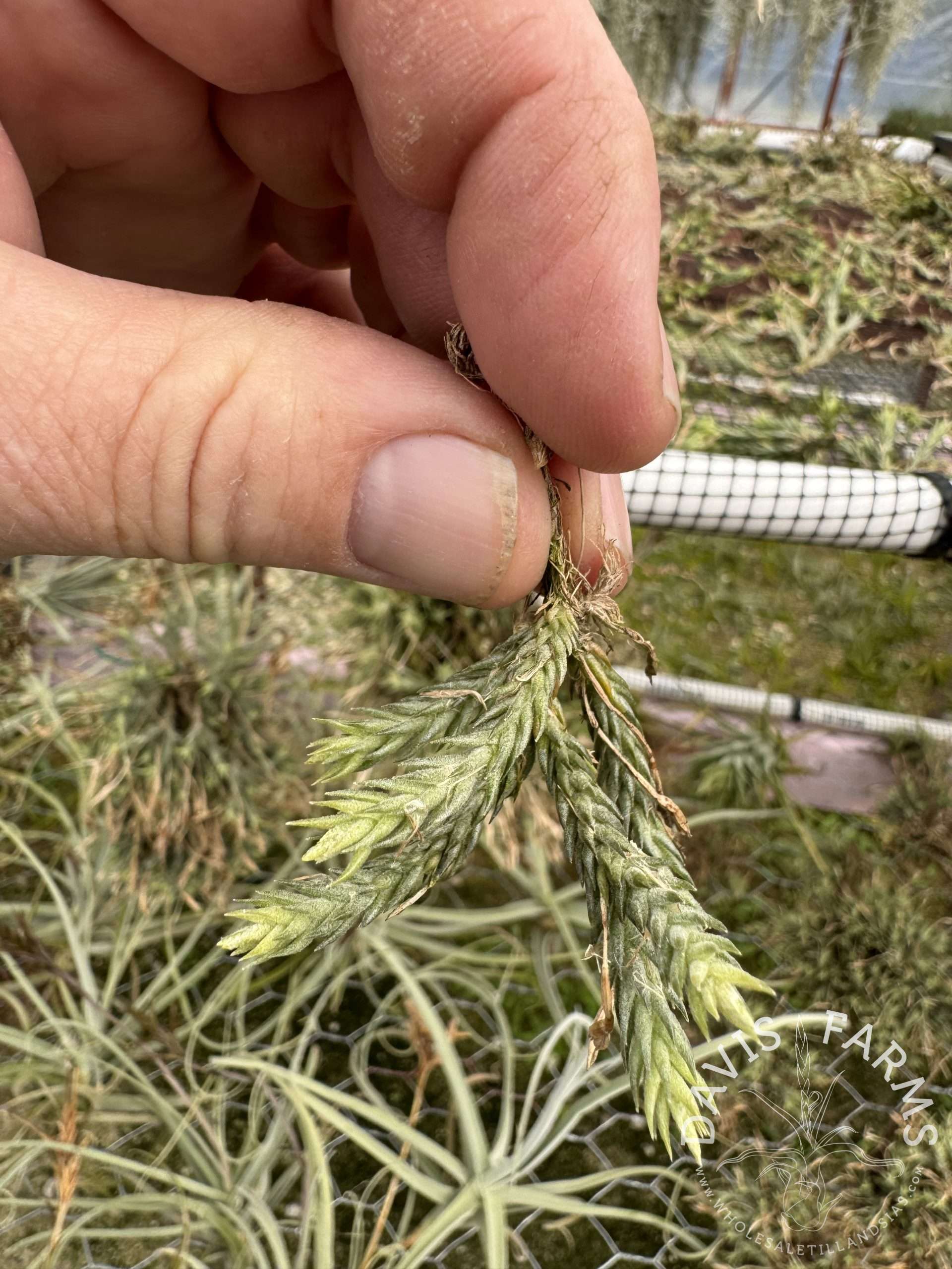 Tillandsia tricholepis closed form