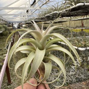 Tillandsia roseoscapa curly leaf form