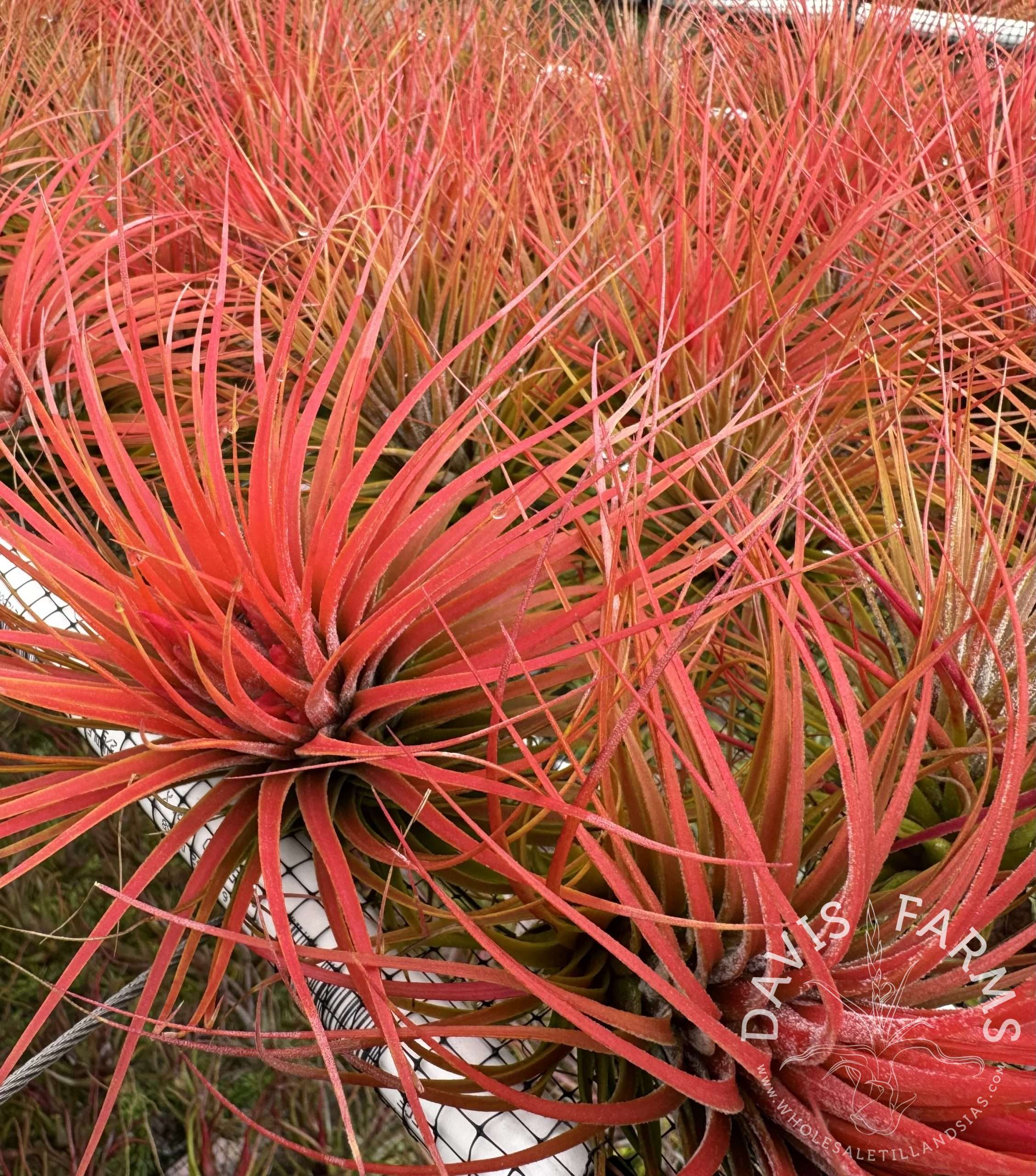 Tillandsia ionantha v. stricta x magnusiana (Magic Blush)