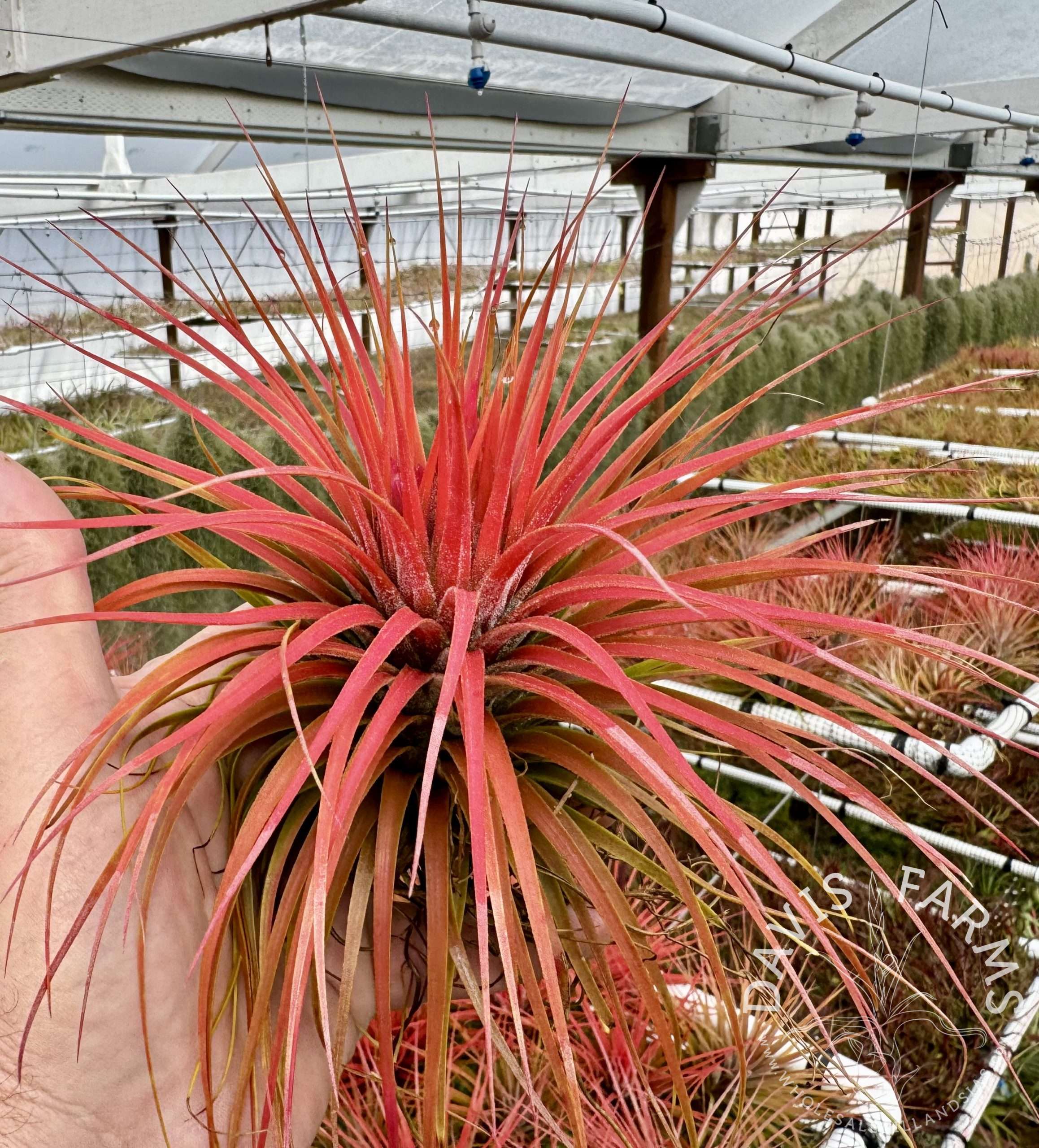 Tillandsia ionantha v. stricta x magnusiana (Magic Blush)