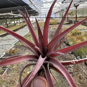 Tillandsia schatzlii red hybrid