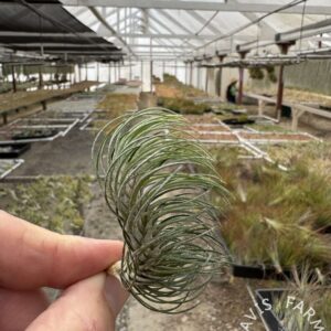 Tillandsia funckiana var. recurvifolia
