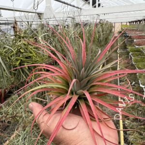 Tillandsia ionantha x Tillandsia concolor select red