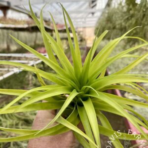 Tillandsia bradeana x flabellata