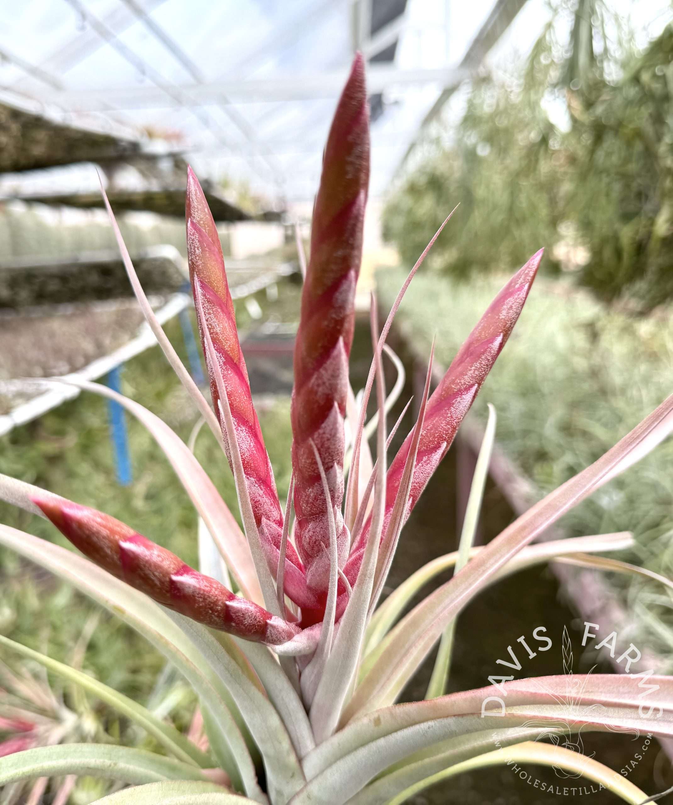 Tillandsia chiapensis x concolor Majestic IN BLOOM