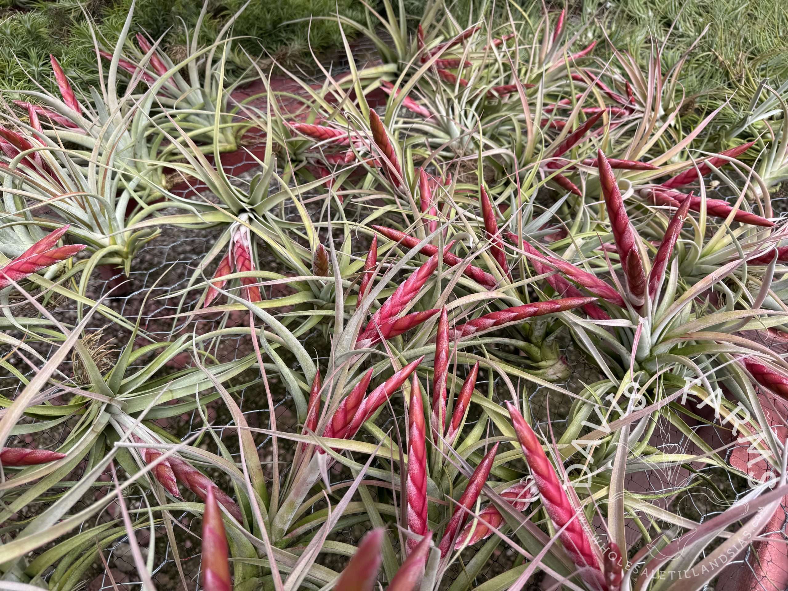 Tillandsia chiapensis x concolor Majestic IN BLOOM