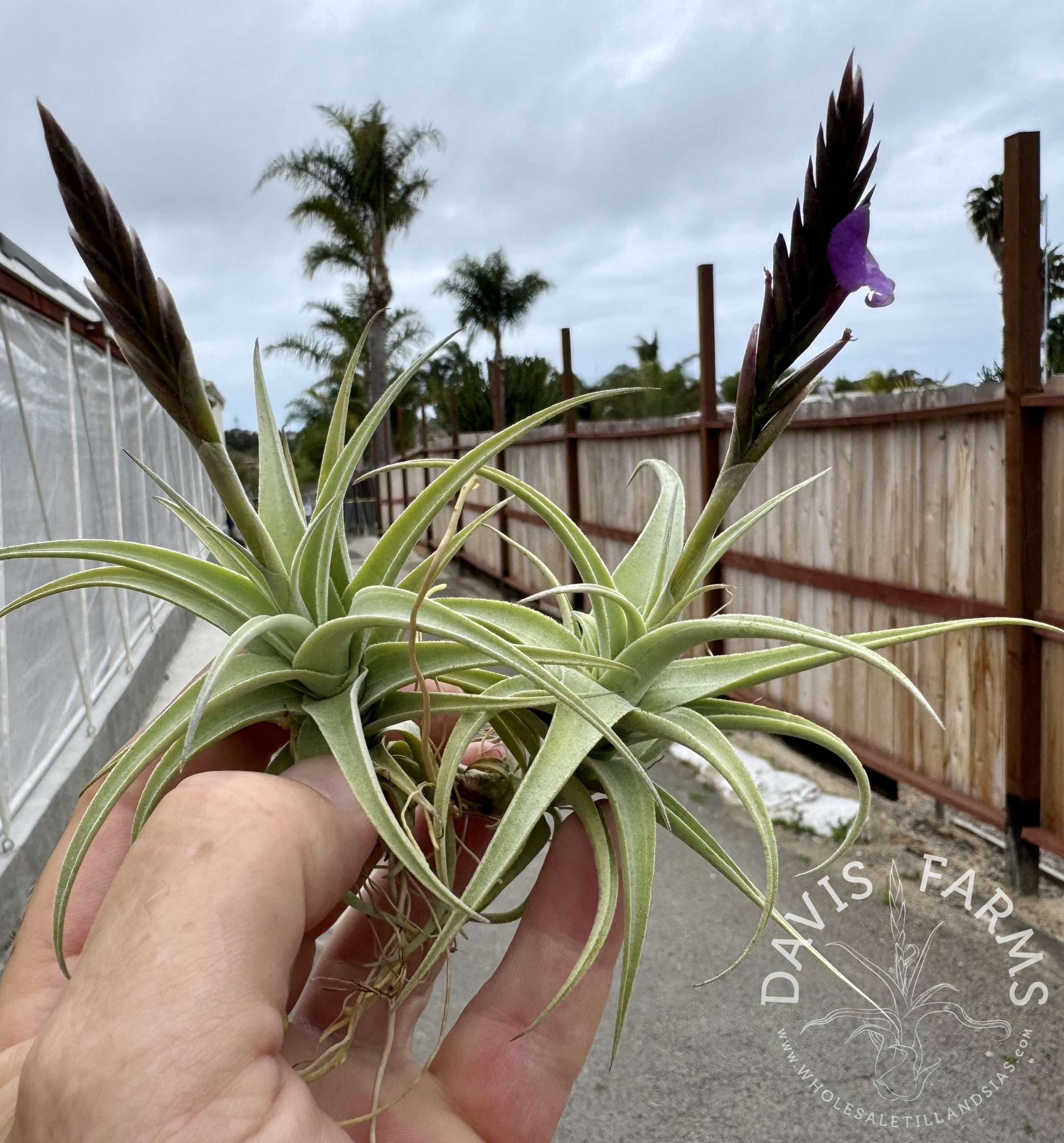 Tillandsia streptocarpa Fat Boy IN BLOOM