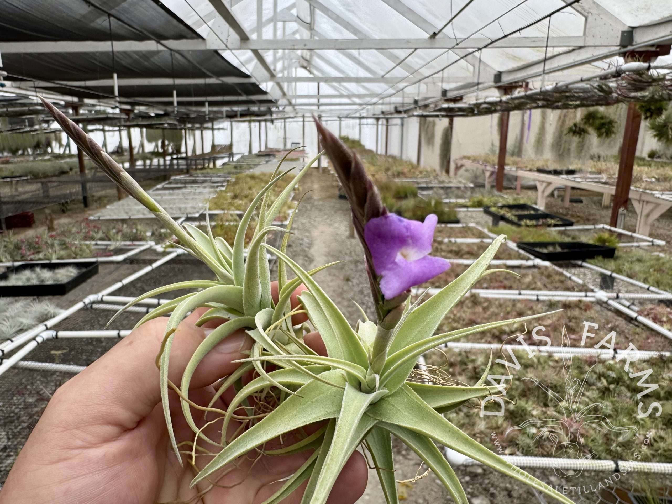 Tillandsia streptocarpa Fat Boy IN BLOOM
