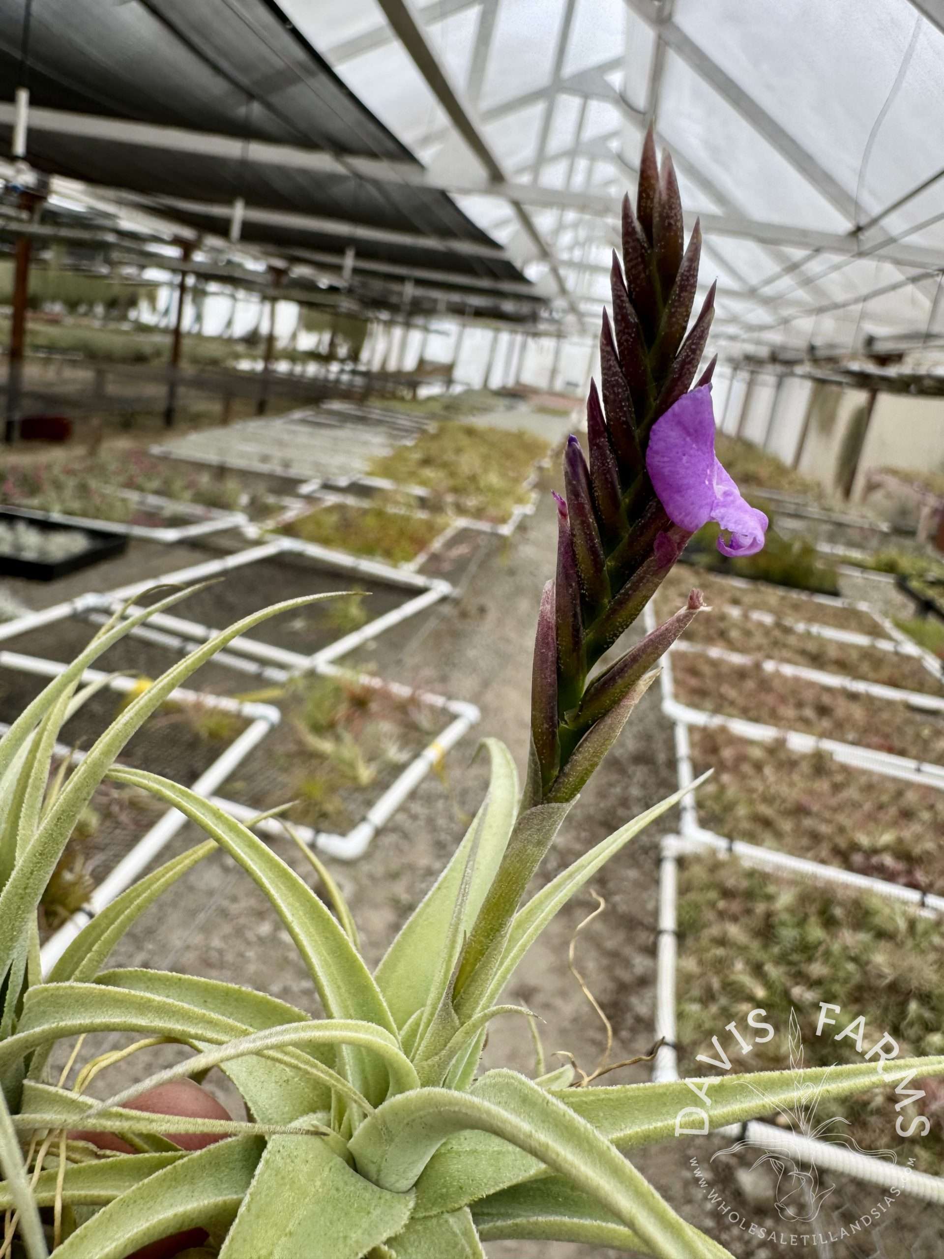 Tillandsia streptocarpa Fat Boy IN BLOOM