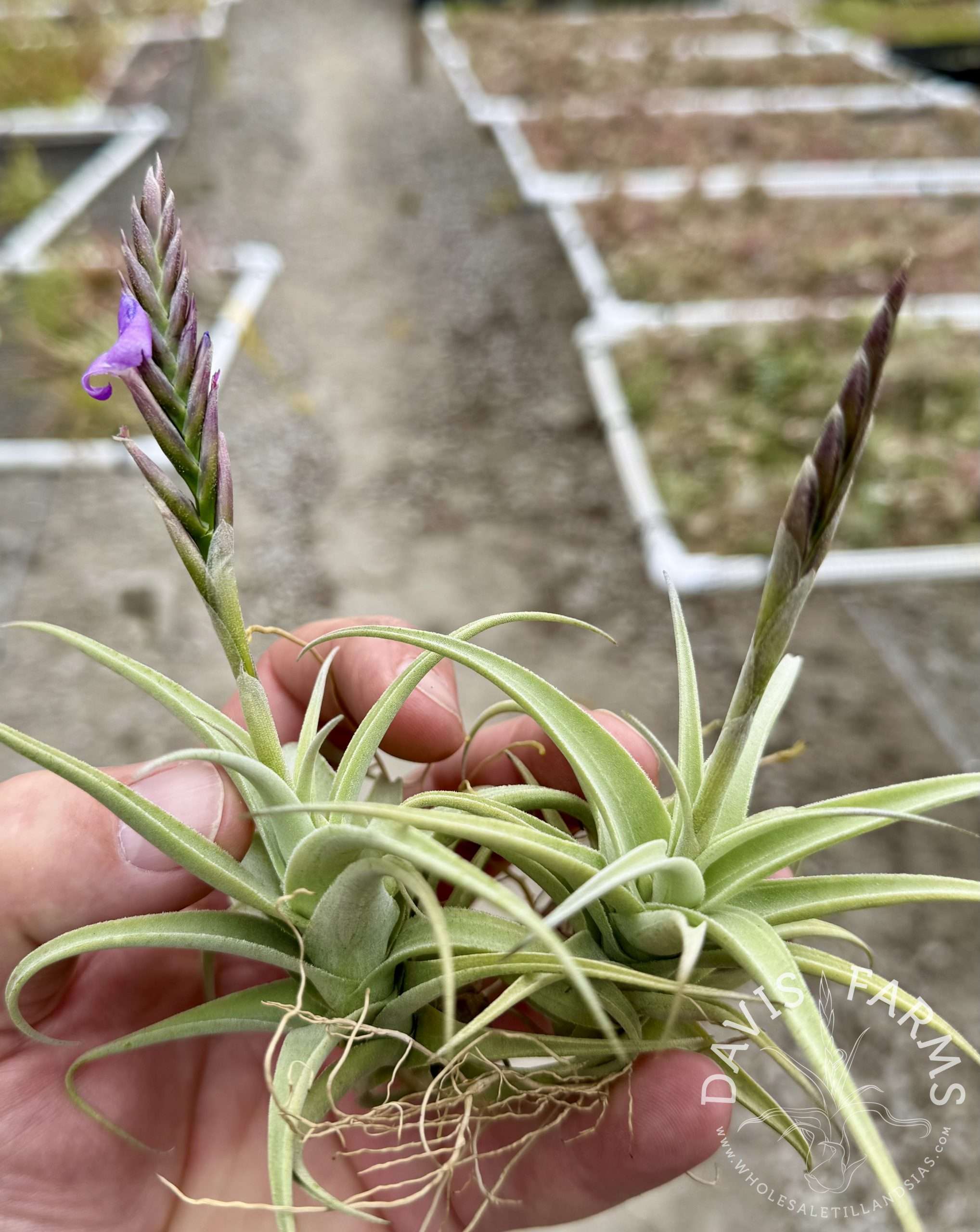 Tillandsia streptocarpa Fat Boy IN BLOOM