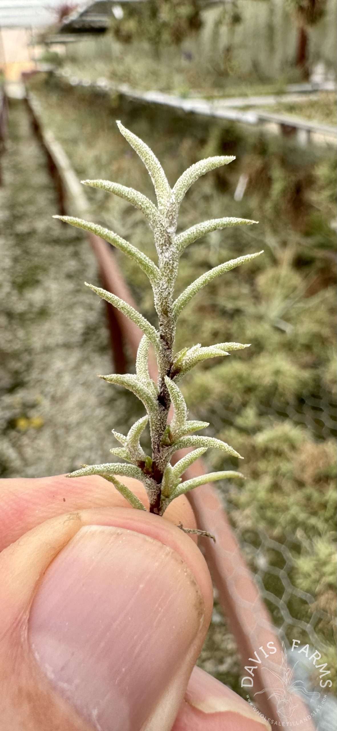 Tillandsia capillaris Pitch Fork