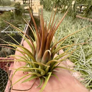 Tillandsia ionantha Rosita Giant clone