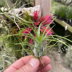 Tillandsia paraensis