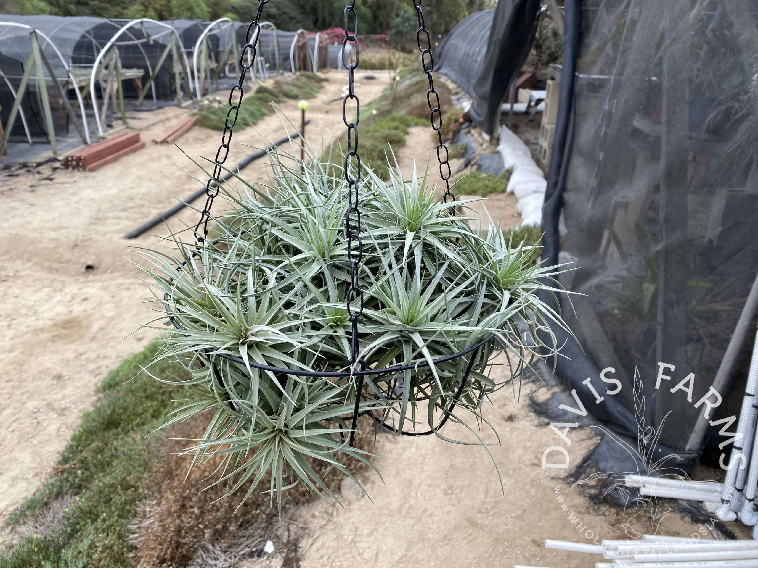 Tillandsia aeranthos hybrid hanging basket