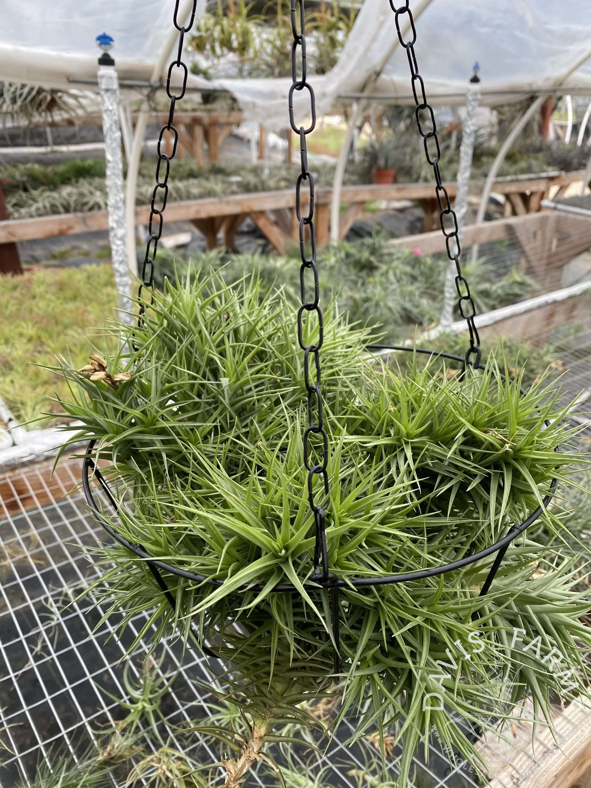 Tillandsia aeranthos hybrid hanging basket