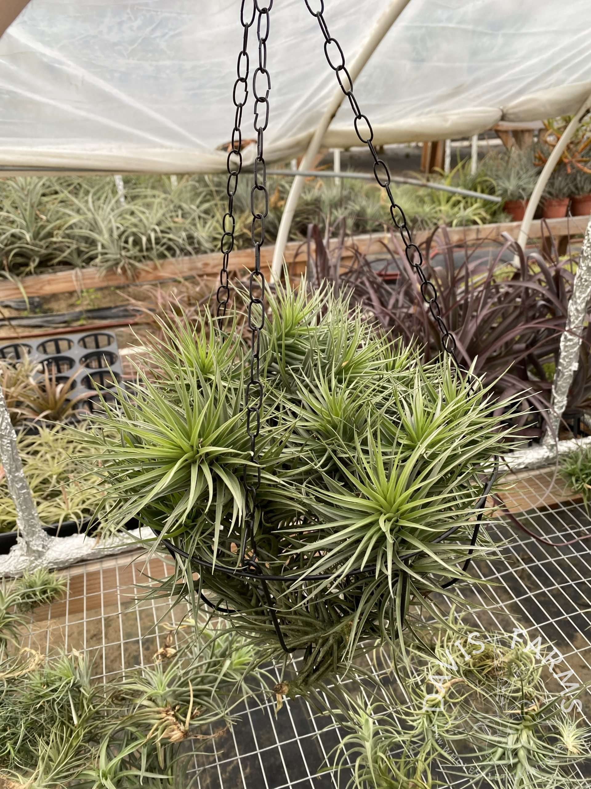 Tillandsia aeranthos hybrid hanging basket