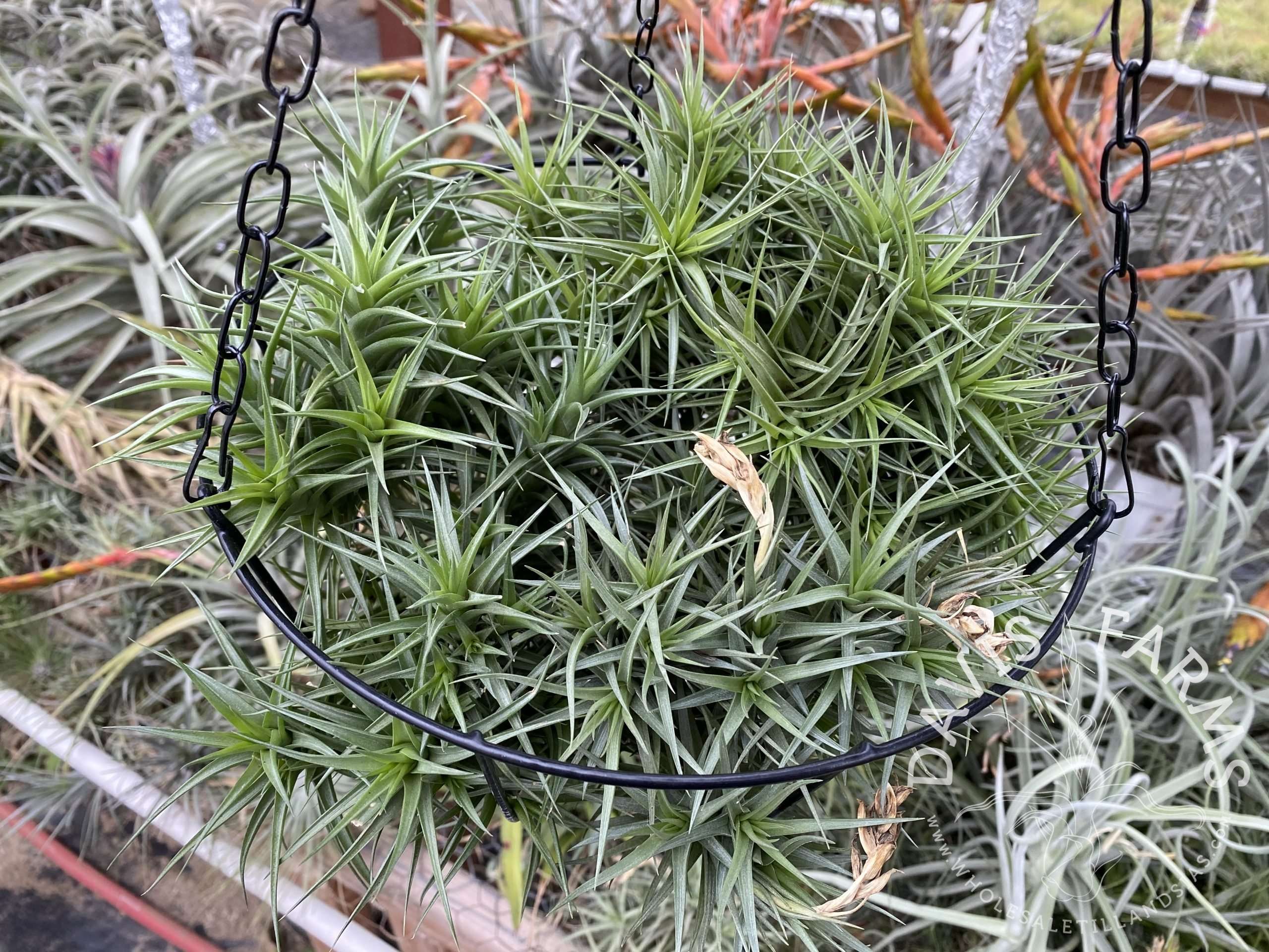 Tillandsia aeranthos hybrid hanging basket
