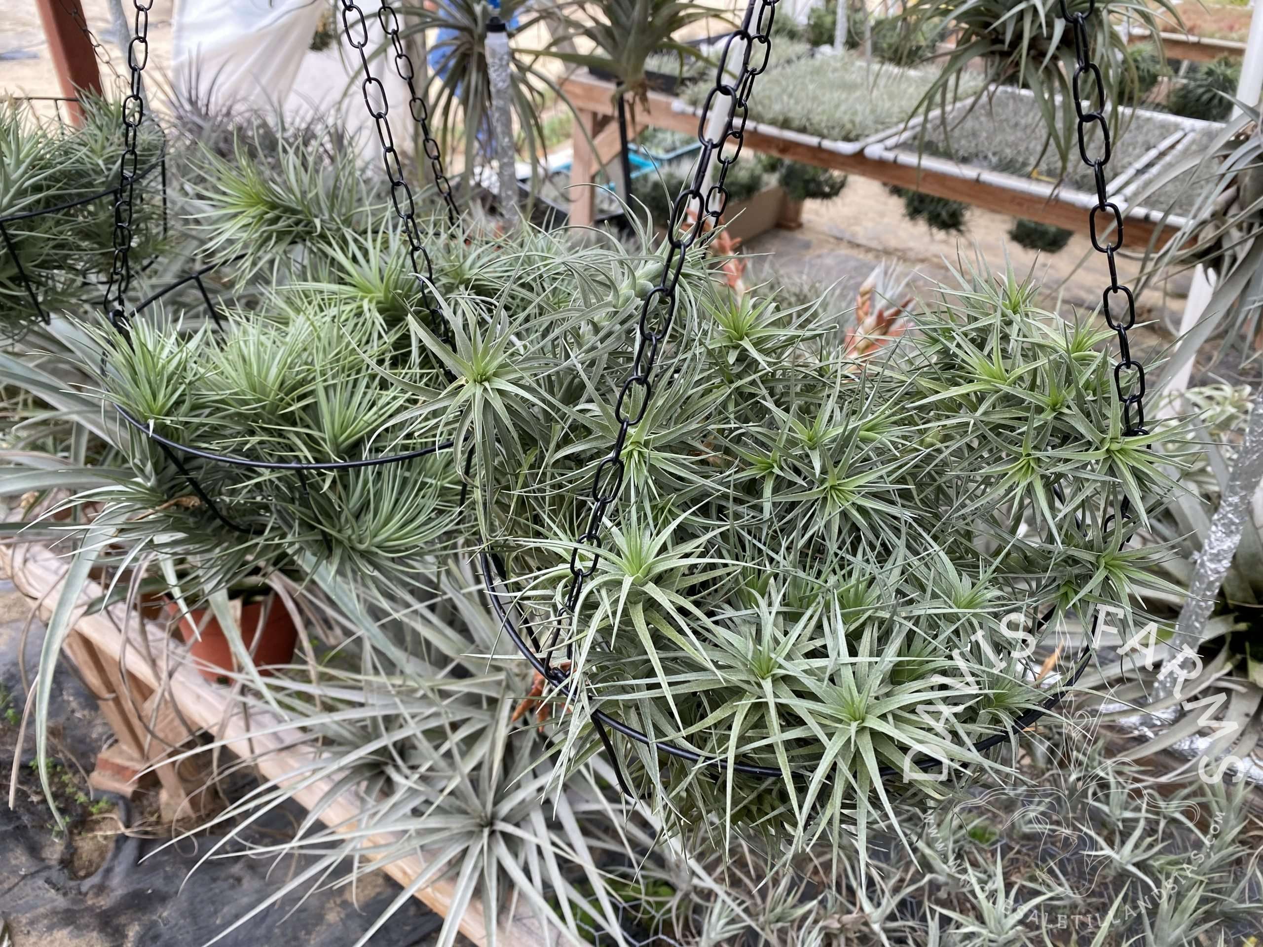 Tillandsia aeranthos hybrid hanging basket