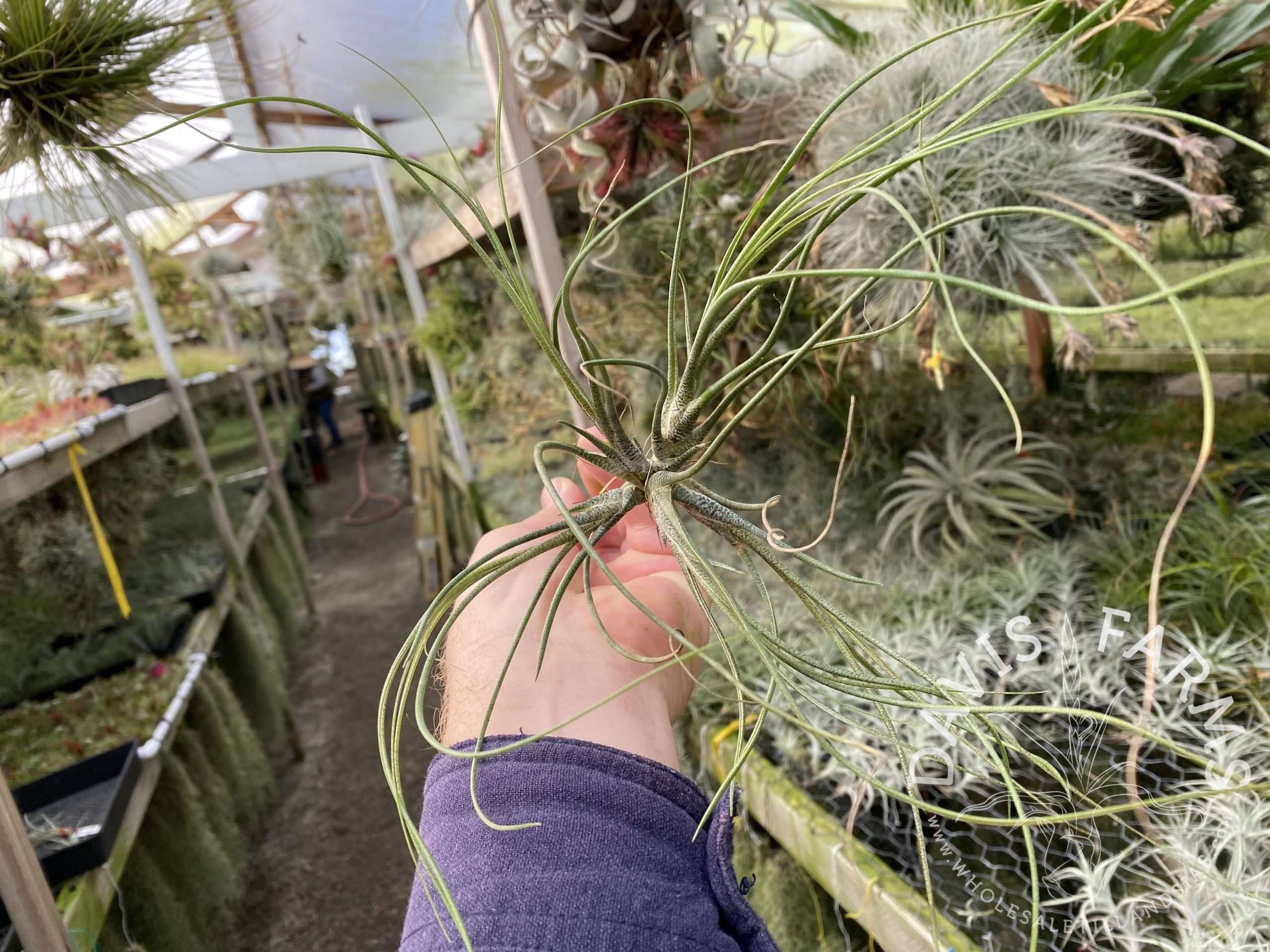 Tillandsia butzii