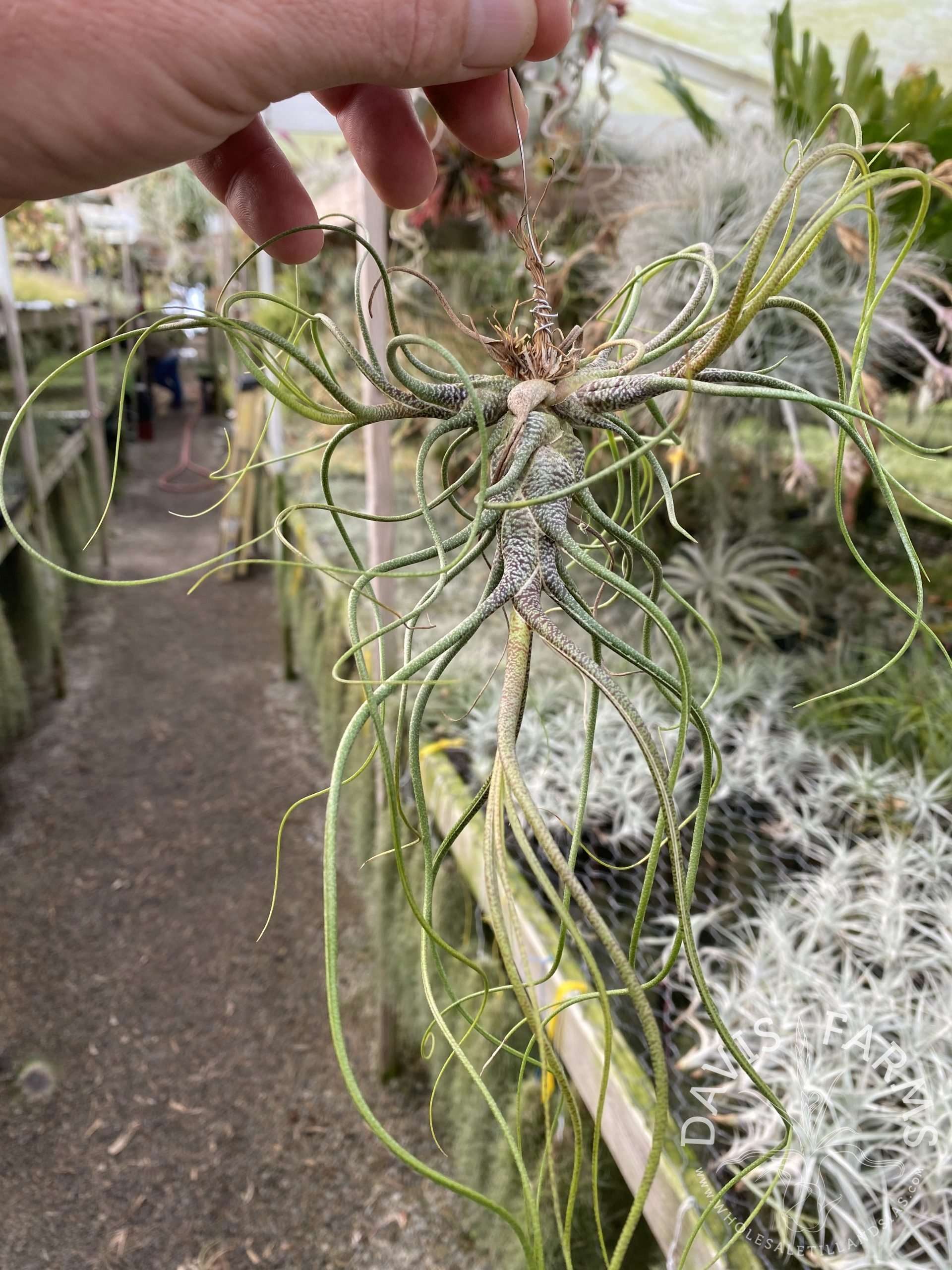 Tillandsia butzii